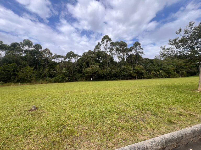 PALMEIRAS1